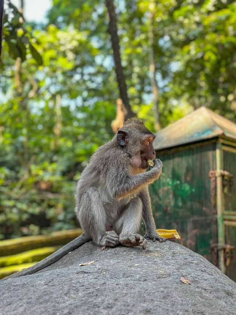 Makak długoogoniasty siedzący na kamieniu w Mandala Wisata Wenara Wana (Małpi Las) w Ubud