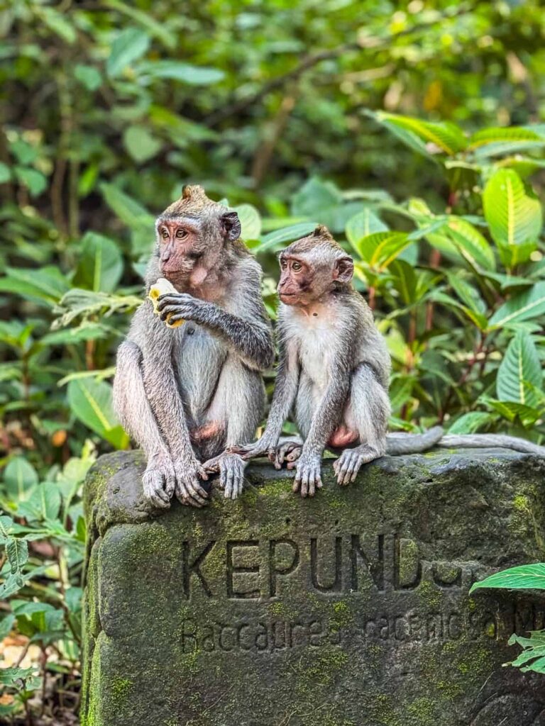 Makaki długoogoniaste siedzące na kamiennym znaku w Mandala Wisata Wenara Wana (Małpi Las) w Ubud