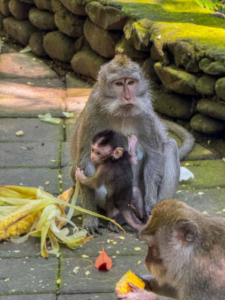 Makaki długoogoniaste (matka z dzieckiem) w Mandala Wisata Wenara Wana (Małpi Las) w Ubud