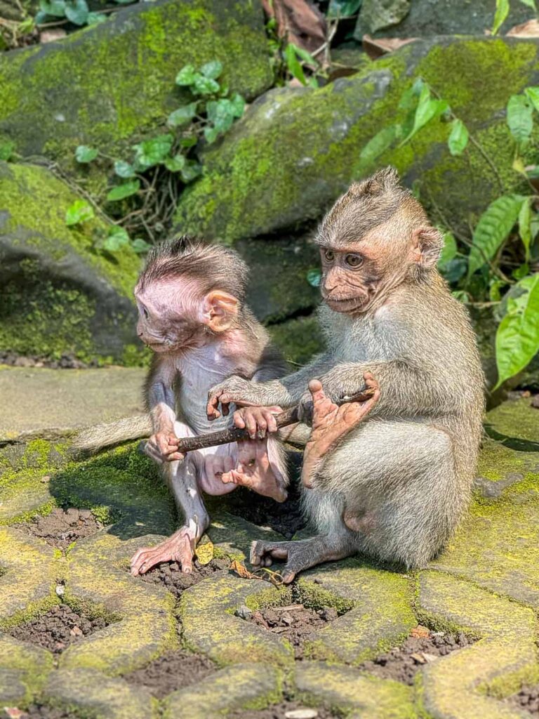 Makaki długoogoniaste w Mandala Wisata Wenara Wana (Małpi Las) w Ubud
