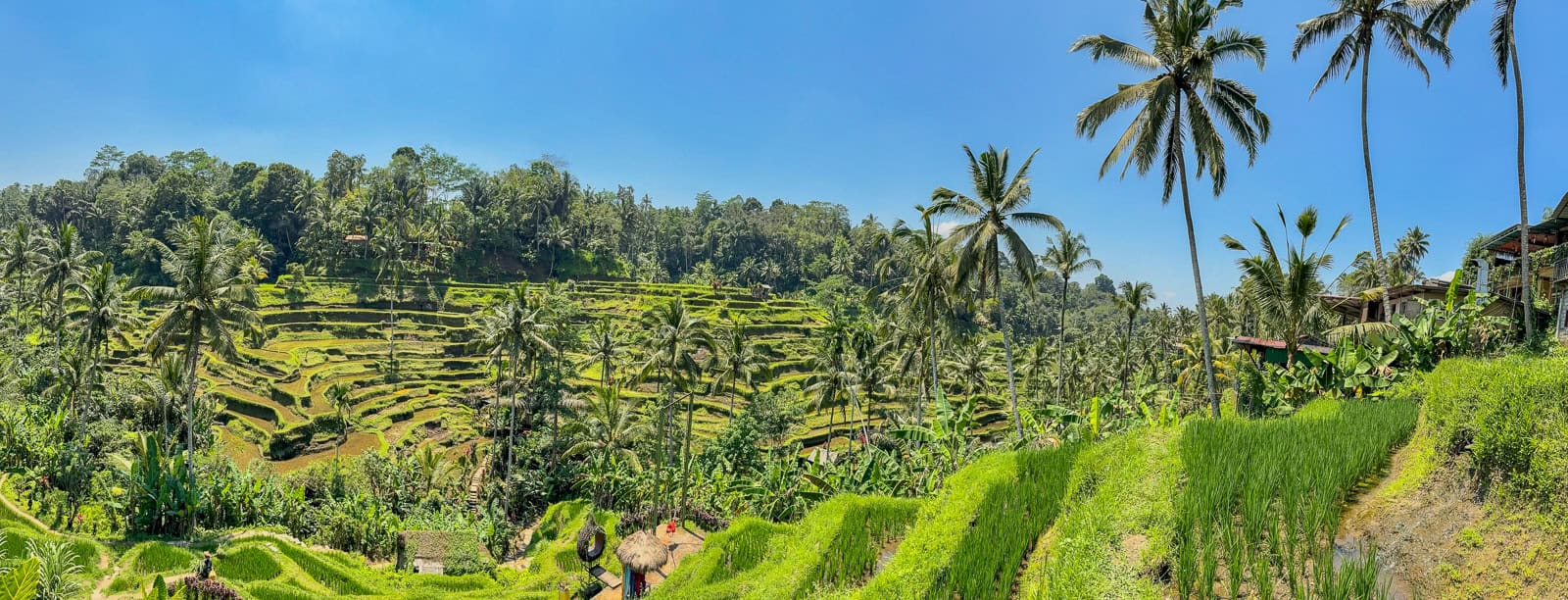 malownicze tarasy ryżowe Tegalalang z palmami kokosowymi w tle. Widok na pola uprawne koło Ubud