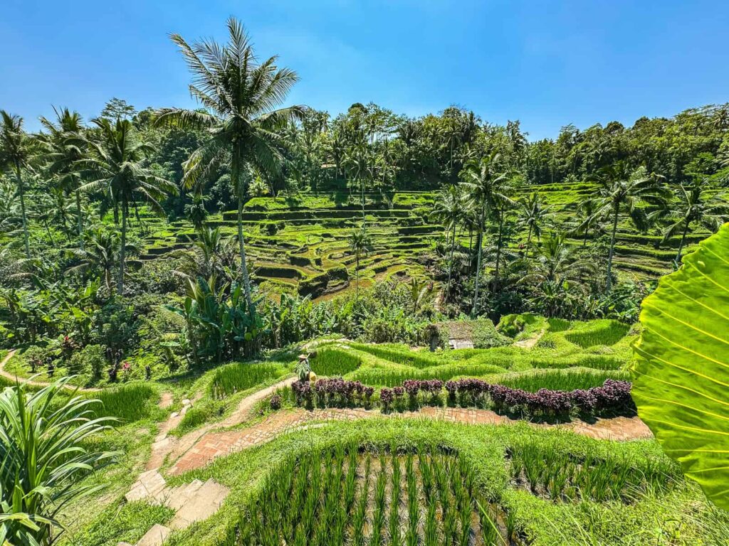 malownicze tarasy ryżowe Tegalalang z palmami kokosowymi w tle. Widok na pola uprawne koło Ubud