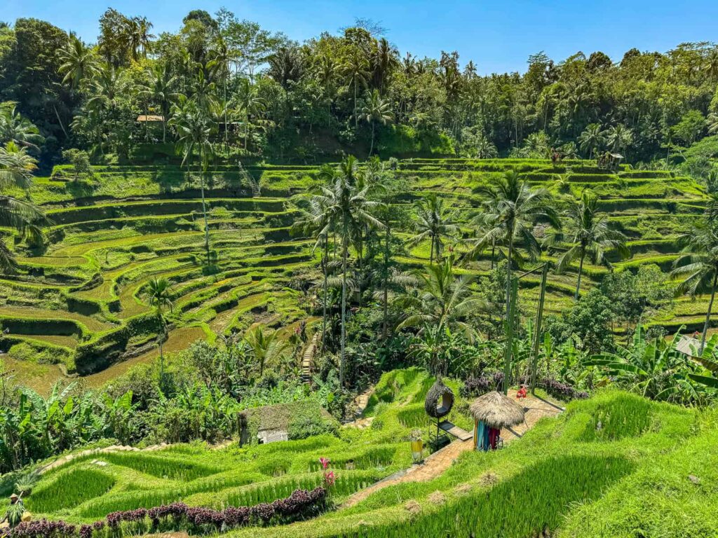 malownicze tarasy ryżowe Tegalalang z palmami kokosowymi w tle. Widok na pola uprawne koło Ubud