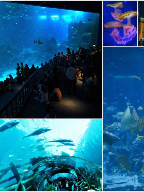 Oceanarium na wyspie Sentosa