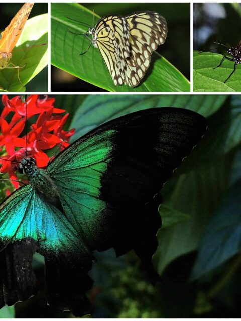 Singapur-Sentosa-Butterfly-Park-Insect-Kingdom